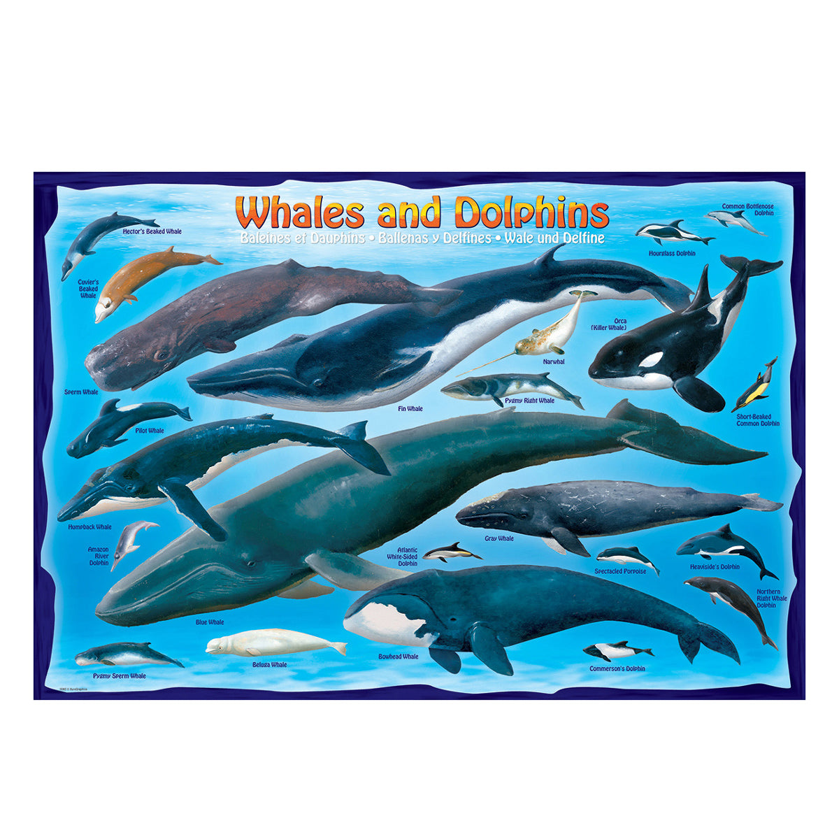 EuroGraphics Whales & Dolphins 100-Piece Jigsaw Puzzle