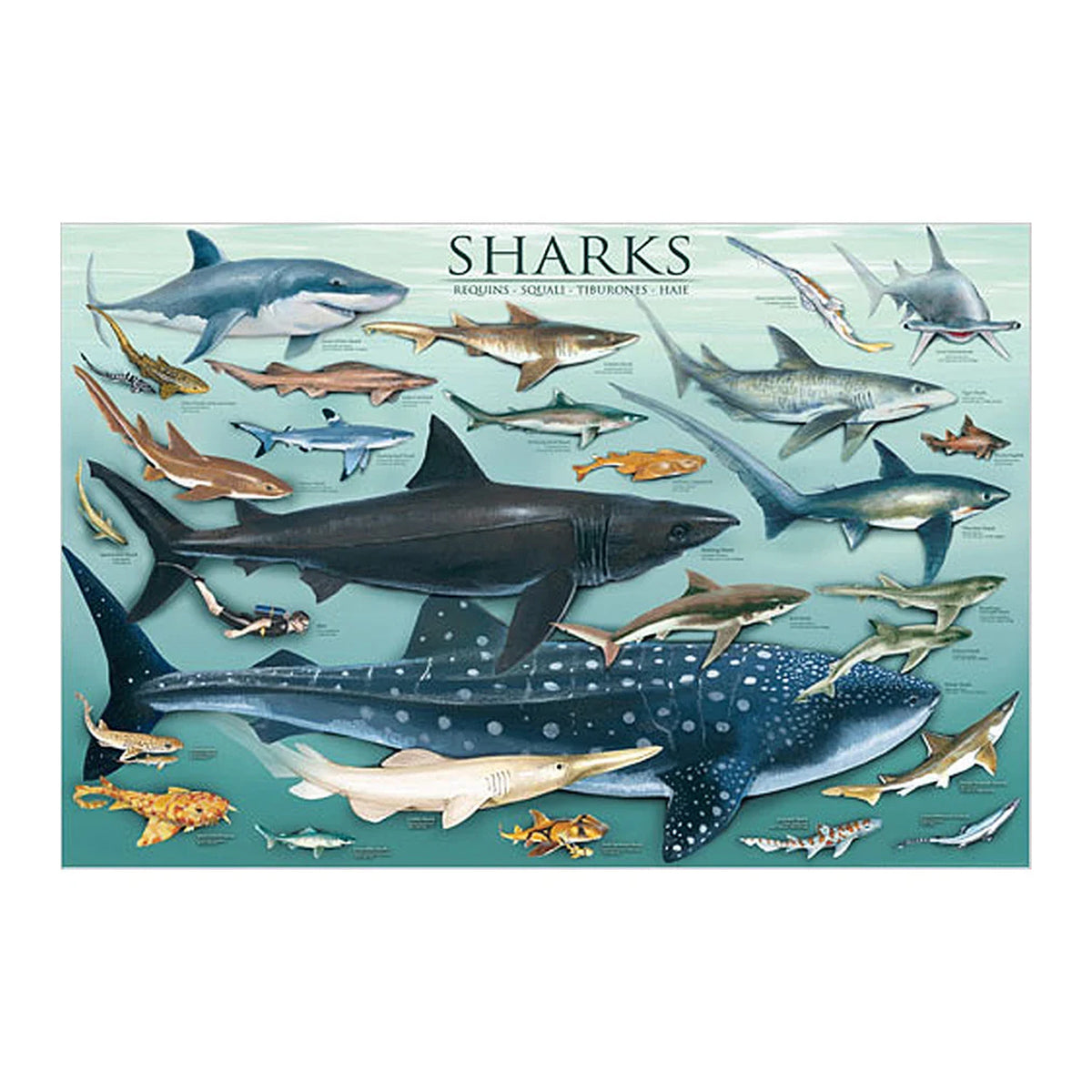 EuroGraphics Sharks Poster