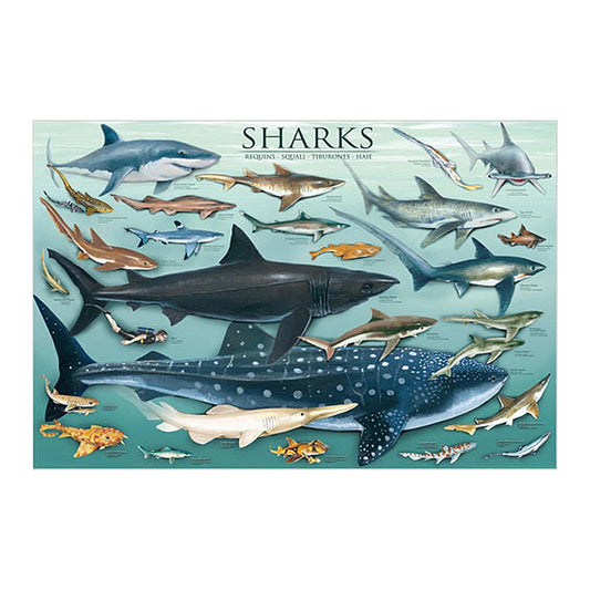 EuroGraphics Sharks Poster